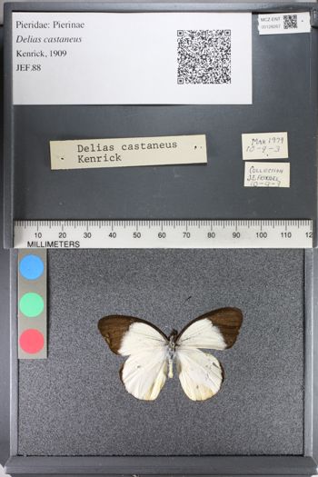 Media type: image;   Entomology 128267